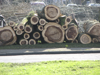 907603 Afbeelding van gekapte bomen op de groenstrook langs de Talmalaan te Utrecht, bij de Gerbrandystraat.